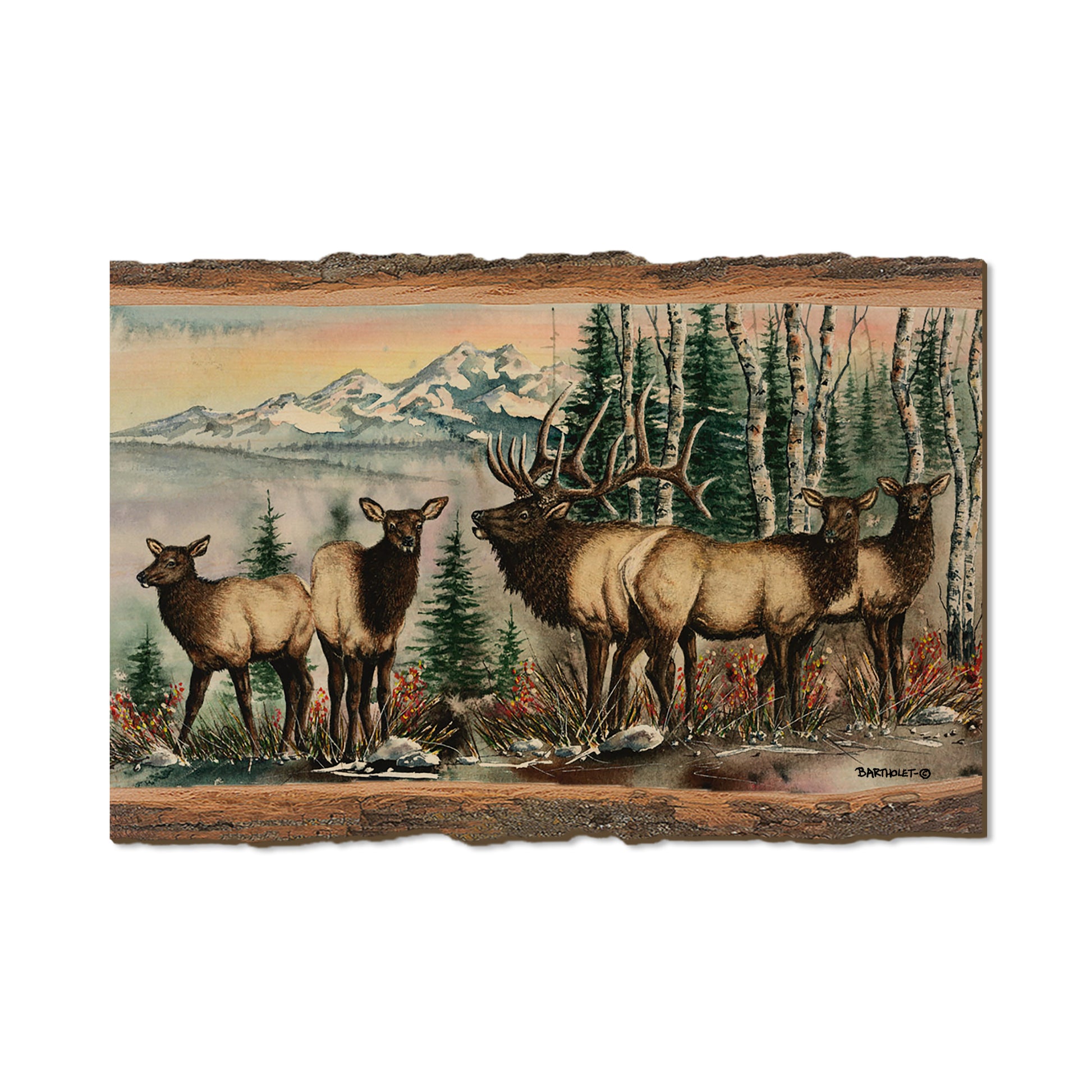 Bartholet's Clear Cut  - Live Edge Live Edge Postcard (5pk // $2.80ea)