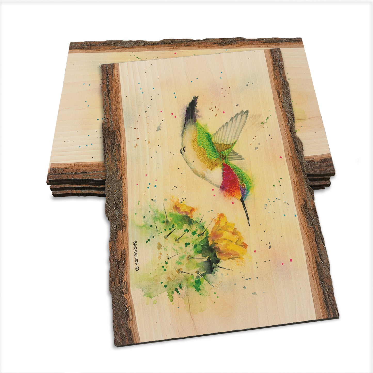 Bartholet's Cactus Flyby  - Live Edge Live Edge Postcard (5pk // $2.80ea)