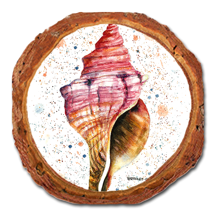 Coaster: Live Edge - Bartholet's Colorful Seashell (Pack of 5)