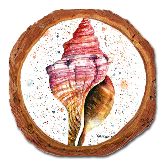 Coaster: Live Edge - Bartholet's Colorful Seashell (Pack of 5)