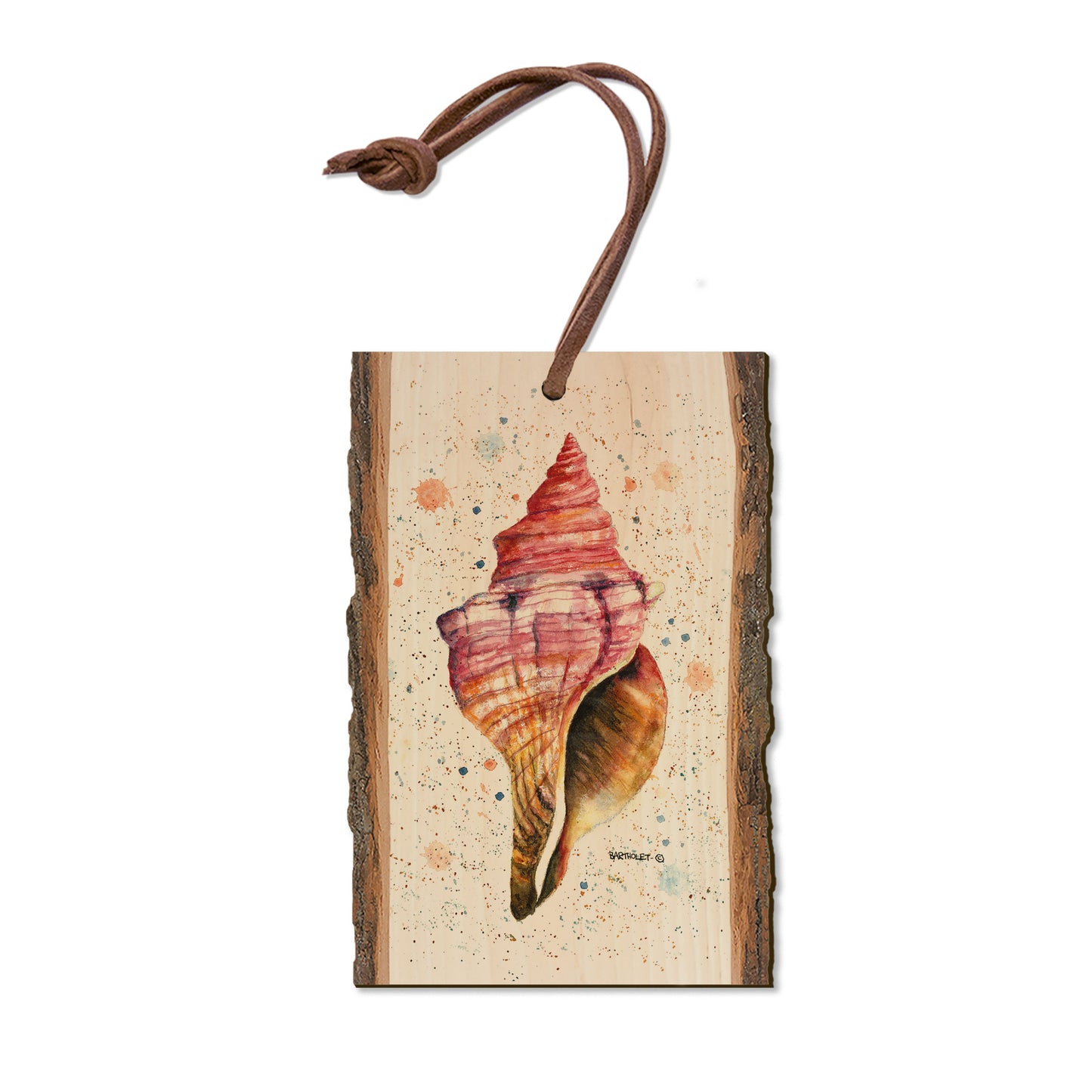 Bartholet's Colorful Seashell - Live Edge Magnet Live Edge Ornament (5pk // $2.80ea)