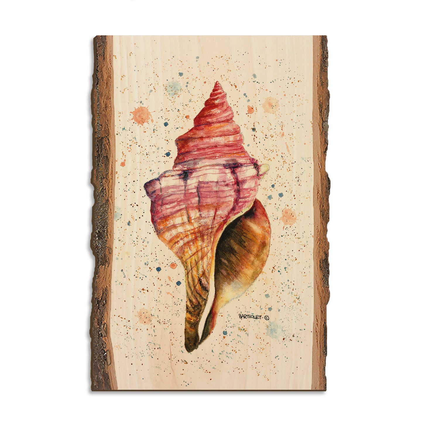 Bartholet's Colorful Seashell - Live Edge Magnet Live Edge Postcard (5pk // $2.80ea)