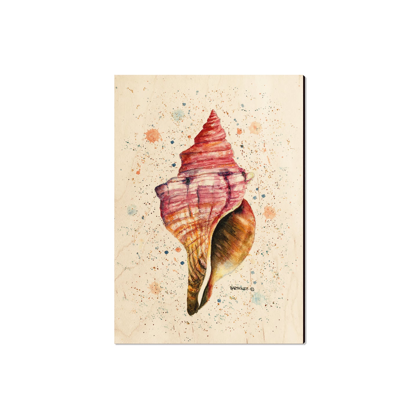 Bartholet's Colorful Seashell - Magnet Classic Edge Magnet (5pk // $2.80ea)