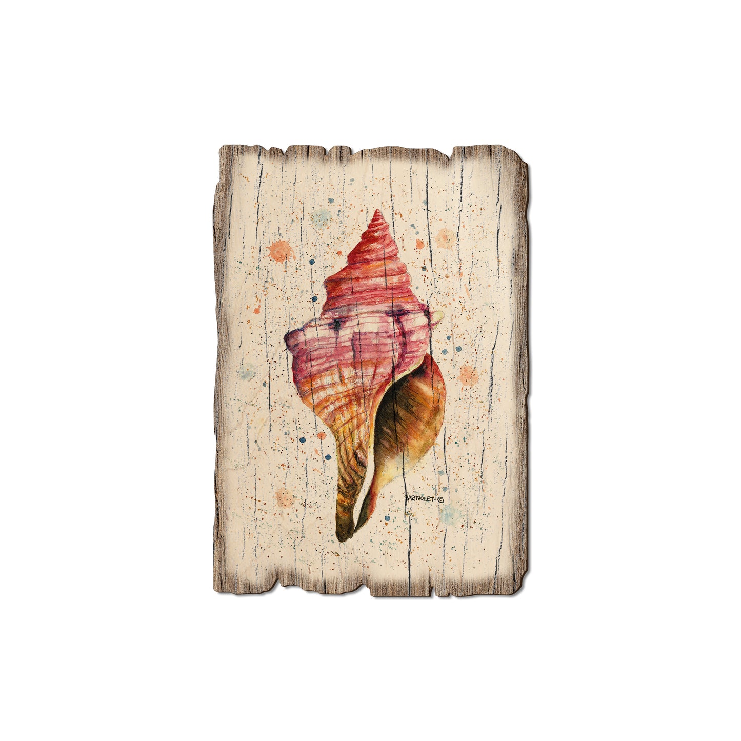 Bartholet's Colorful Seashell - Weathered Edge Magnet Weathered Edge Magnet (5pk // $2.80ea)