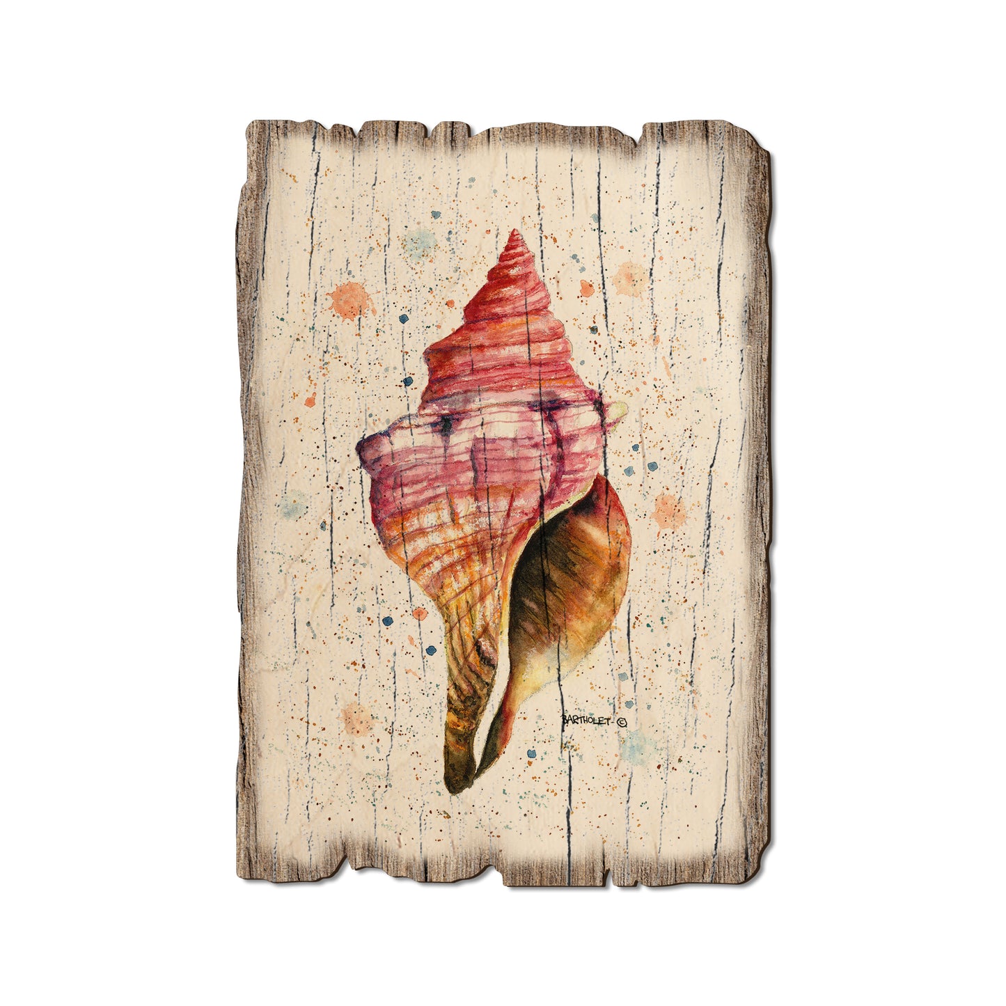 Bartholet's Colorful Seashell - Weathered Edge Magnet Weathered Edge Postcard (5pk // $2.80ea)