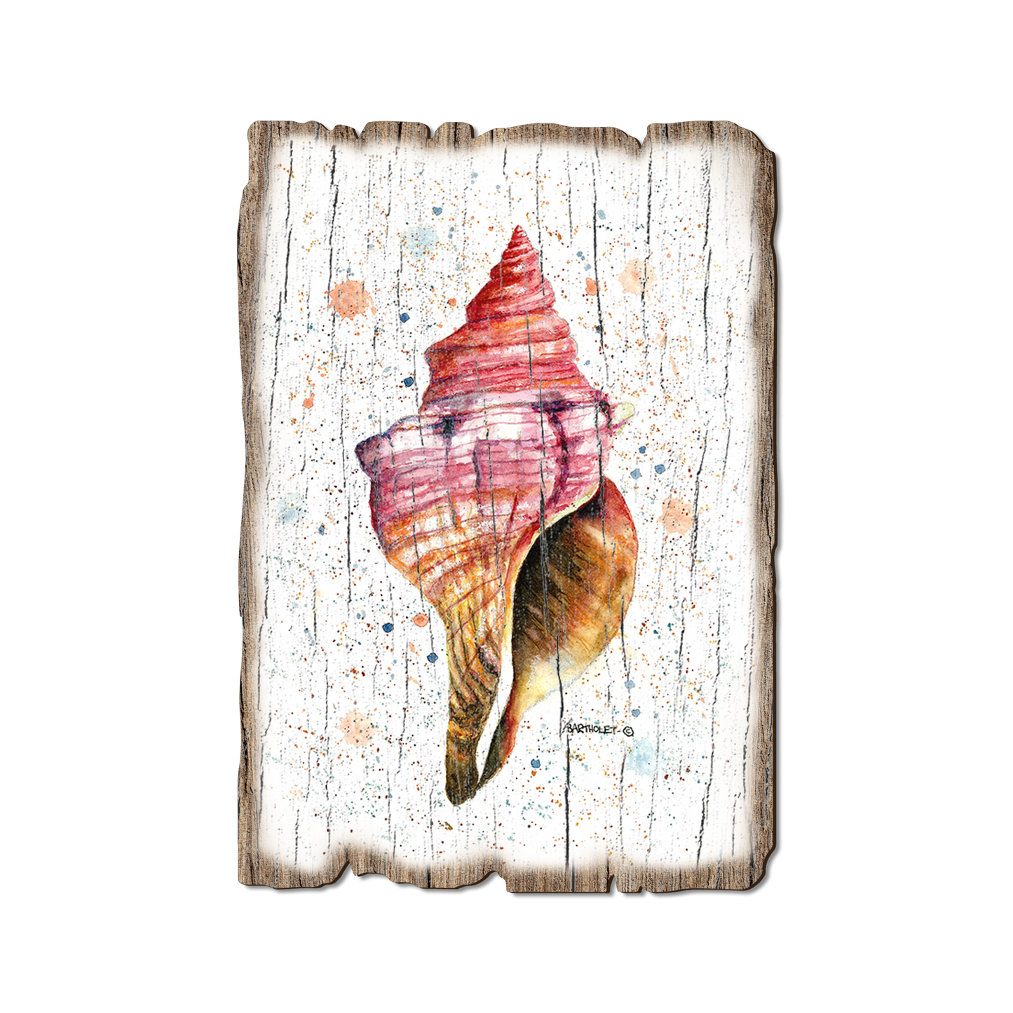 Postcard: Weathered Edge - Bartholet's Colorful Seashell (Pack of 5)