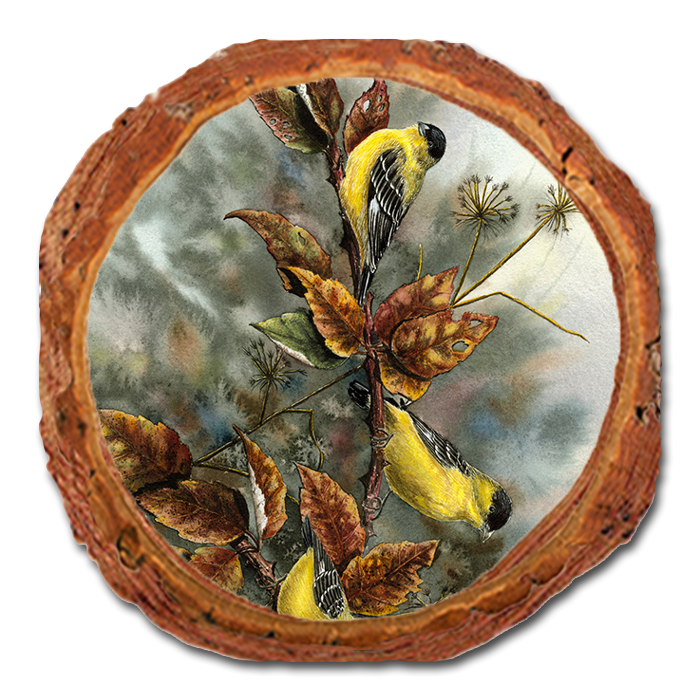 Coaster: Live Edge - Bartholet's Gold Finches (Pack of 5)