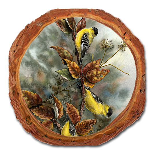Coaster: Live Edge - Bartholet's Gold Finches (Pack of 5)