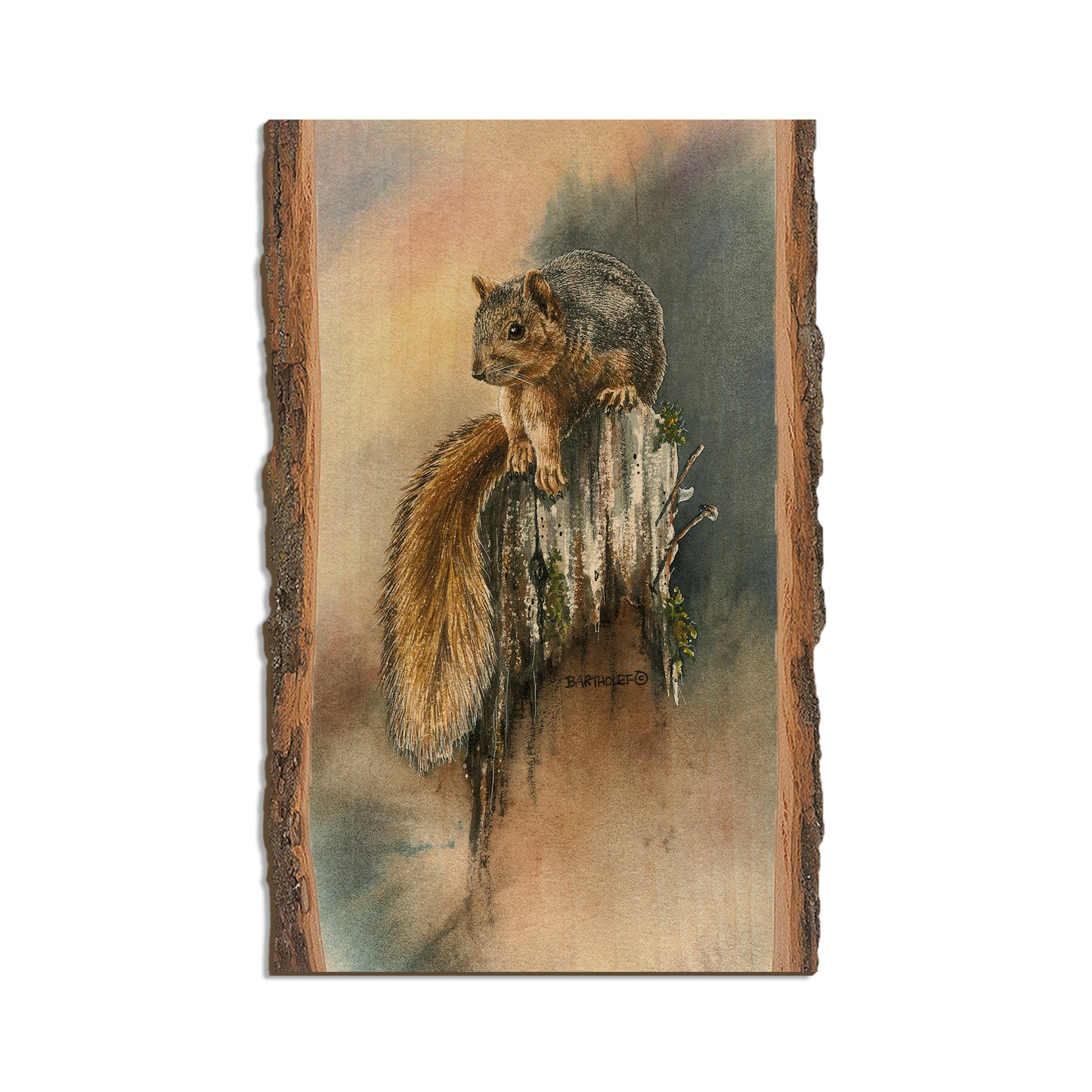 Bartholet's Grey Squirrel  - Live Edge Live Edge Magnet (5pk // $2.80ea)