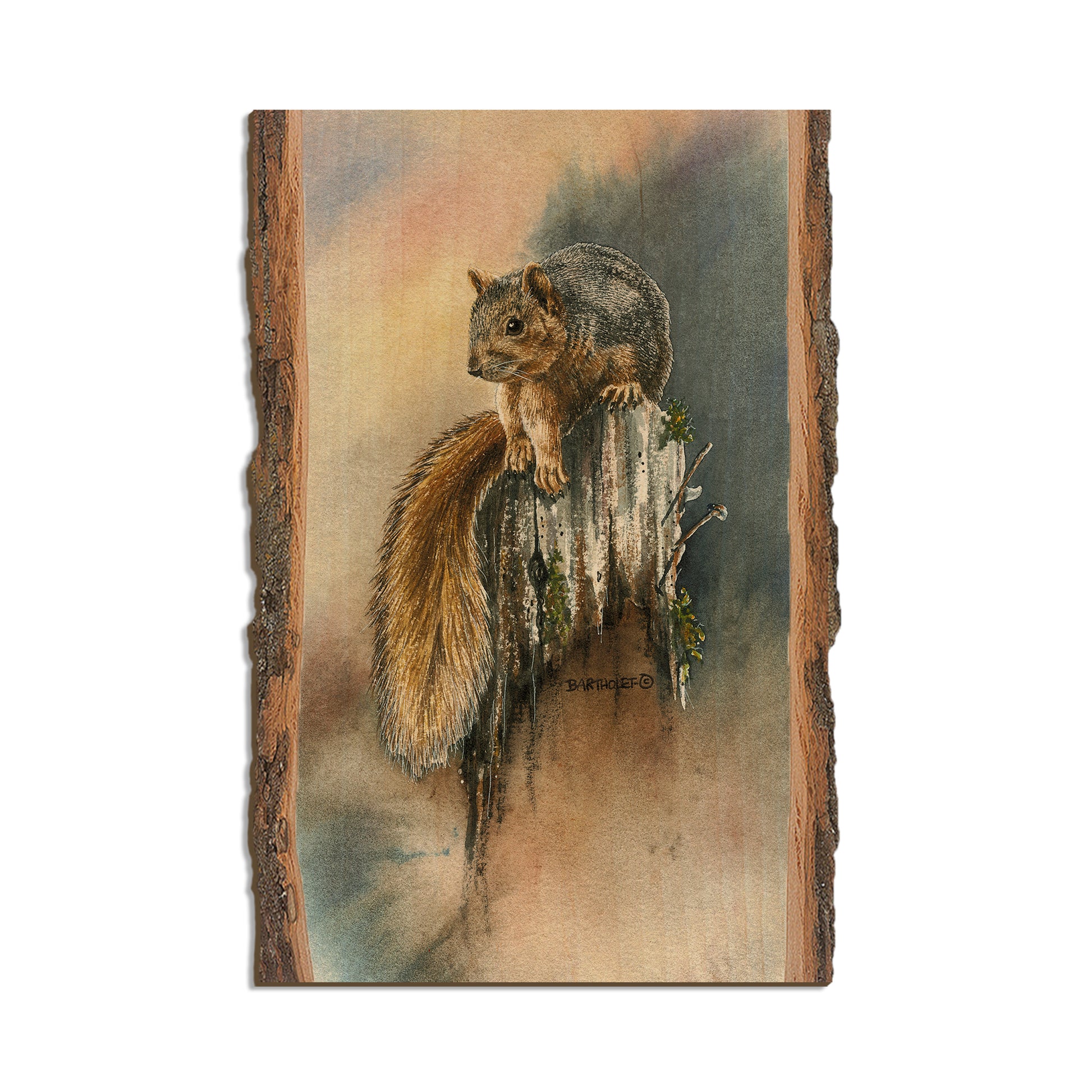 Bartholet's Grey Squirrel  - Live Edge Live Edge Postcard (5pk // $2.80ea)
