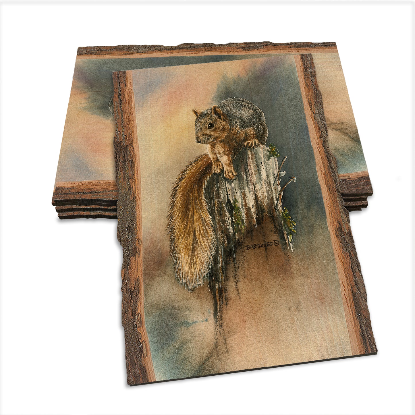Bartholet's Grey Squirrel  - Live Edge Live Edge Postcard (5pk // $2.80ea)