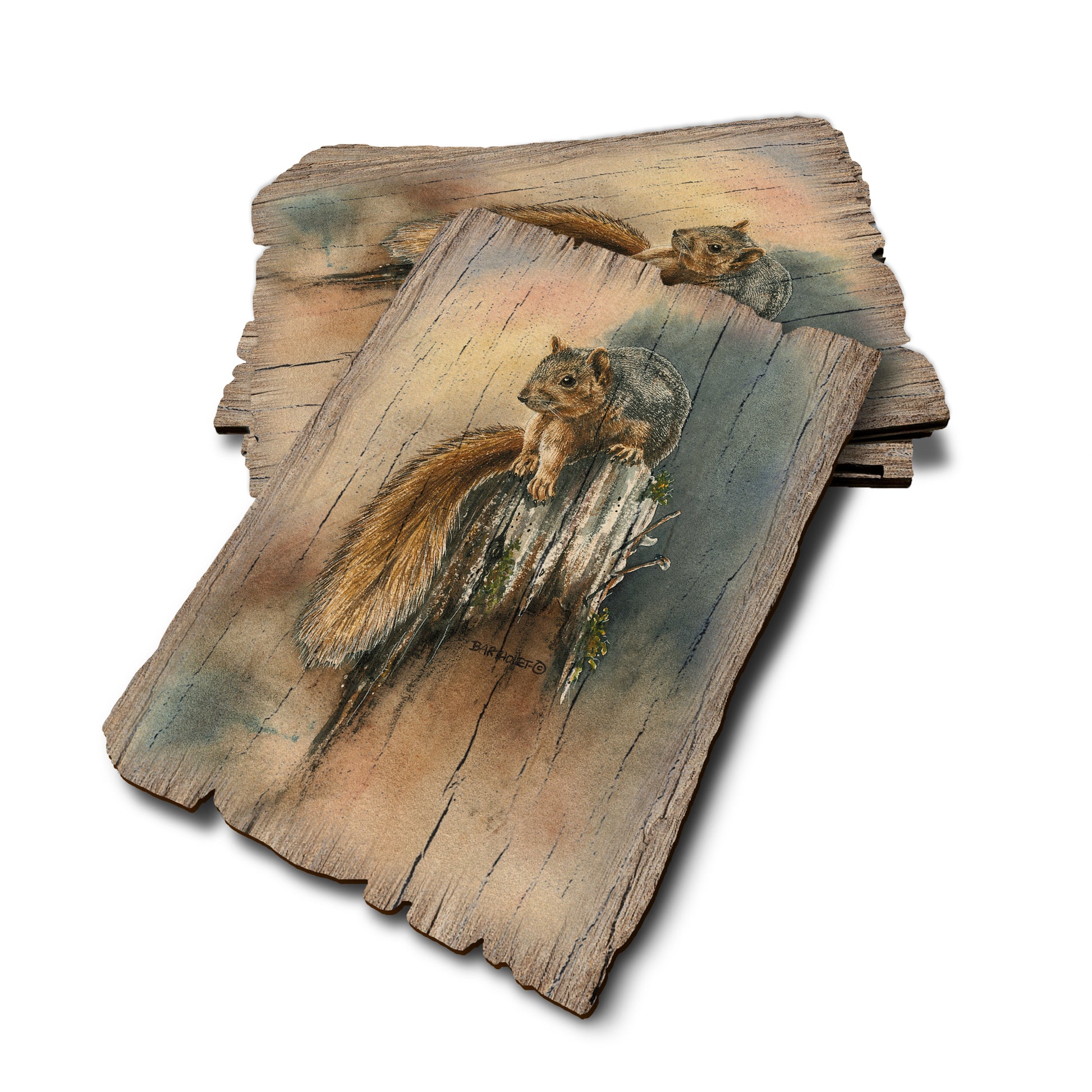 Bartholet's Grey Squirrel - Weathered Edge Rustic Edge Postcard (5pk // $2.80ea)