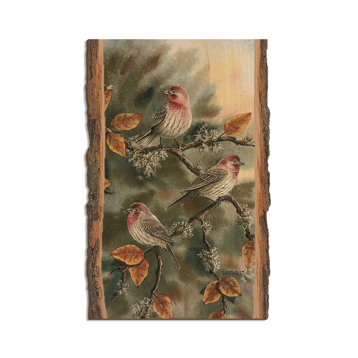 Bartholet's House Finches  - Live Edge Live Edge Magnet (5pk // $2.80ea)