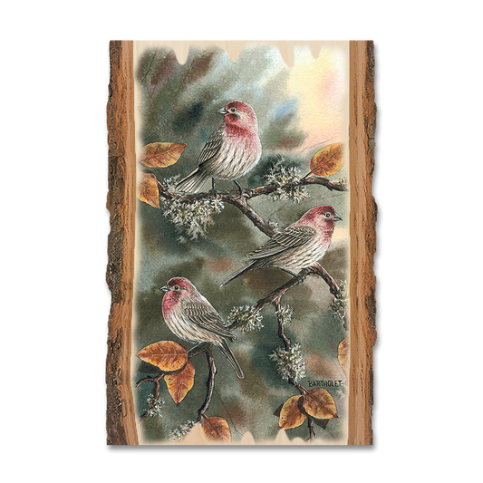 Magnet: Live Edge - Bartholet's House Finches