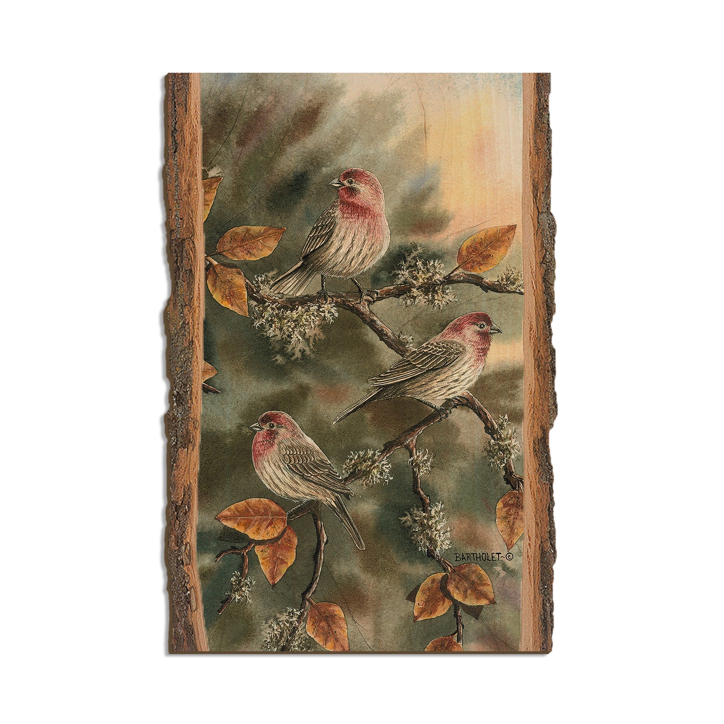 Bartholet's House Finches  - Live Edge Live Edge Postcard (5pk // $2.80ea)