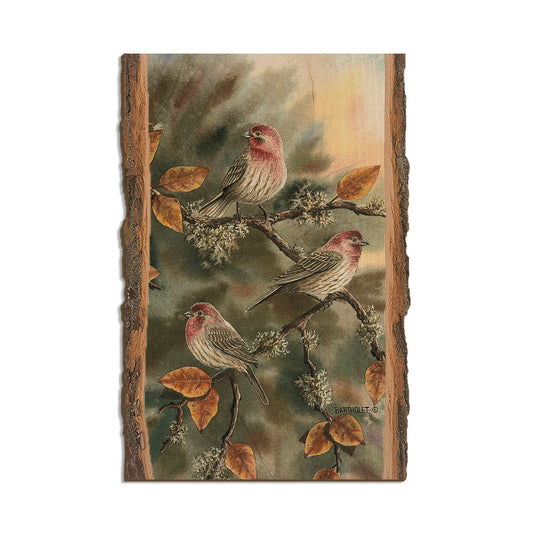 Bartholet's House Finches  - Live Edge Live Edge Postcard (5pk // $2.80ea)