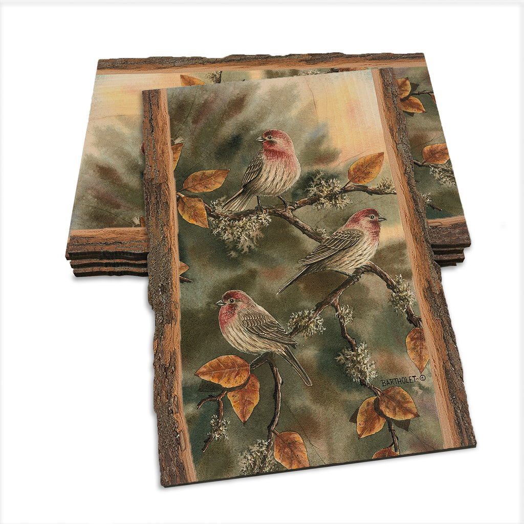 Bartholet's House Finches  - Live Edge Live Edge Postcard (5pk // $2.80ea)
