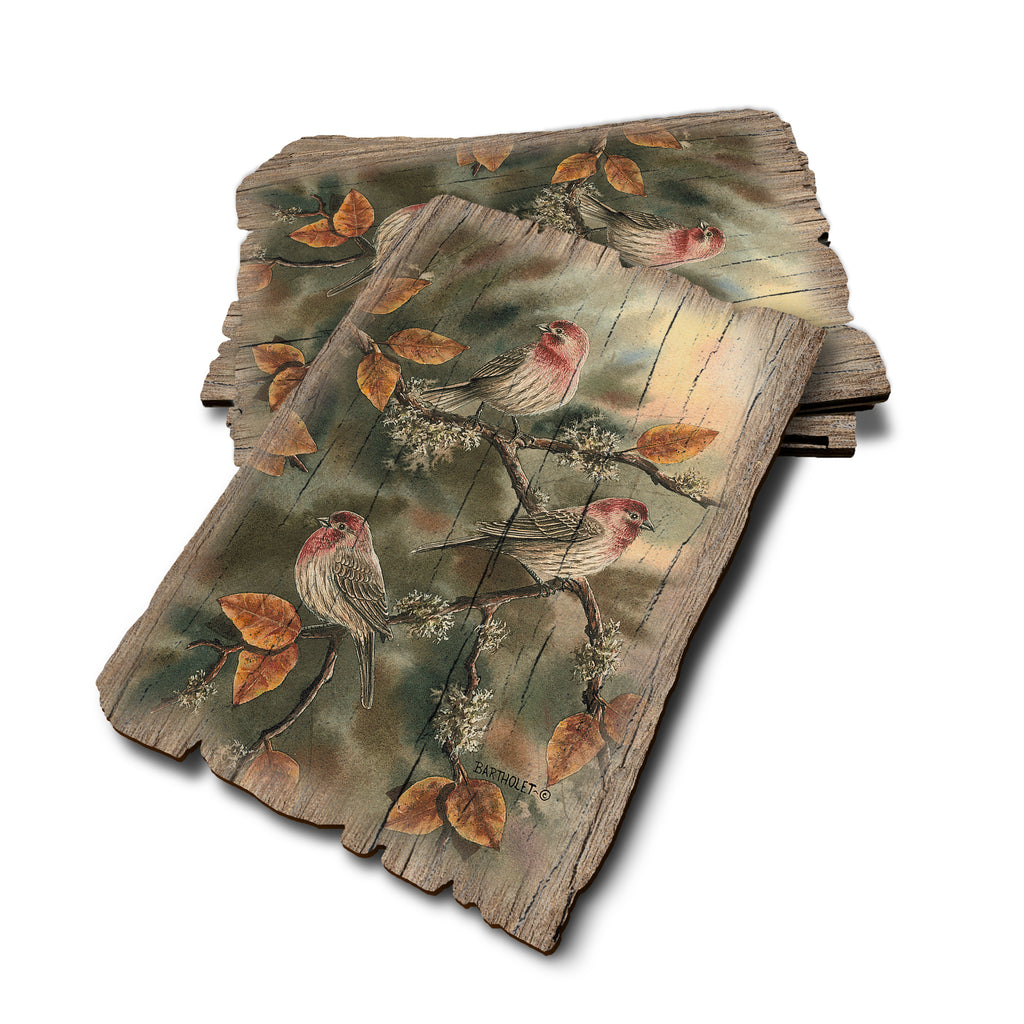 Bartholet's House Finches - Weathered Edge Rustic Edge Postcard (5pk // $2.80ea)