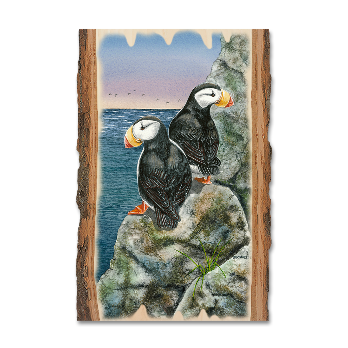 Greeting Card: Live Edge - Bartholet's Horned Puffins