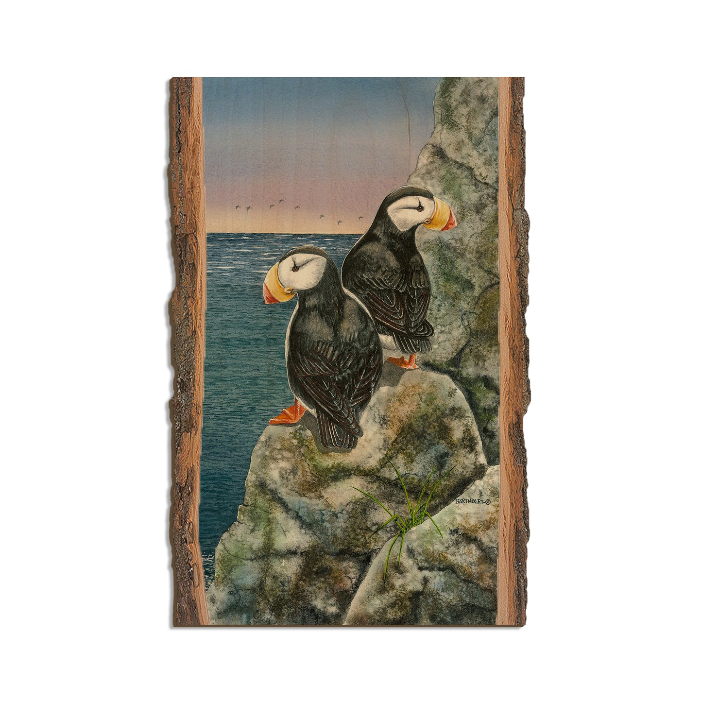 Bartholet's Horned Puffins  - Live Edge Live Edge Magnet (5pk // $2.80ea)