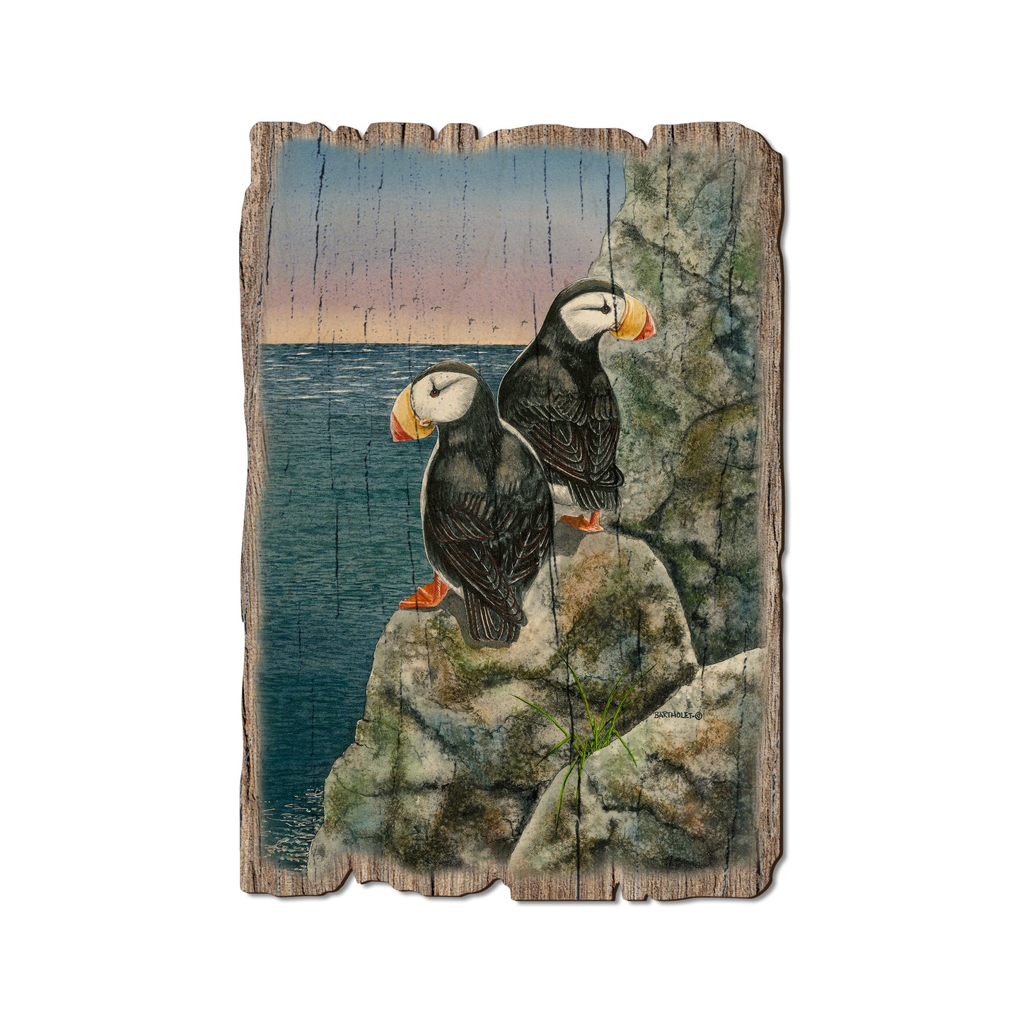 Bartholet's Horned Puffins - Rustic Edge Postcards & Magnets Rustic Edge Postcard (5pk // $2.80ea)
