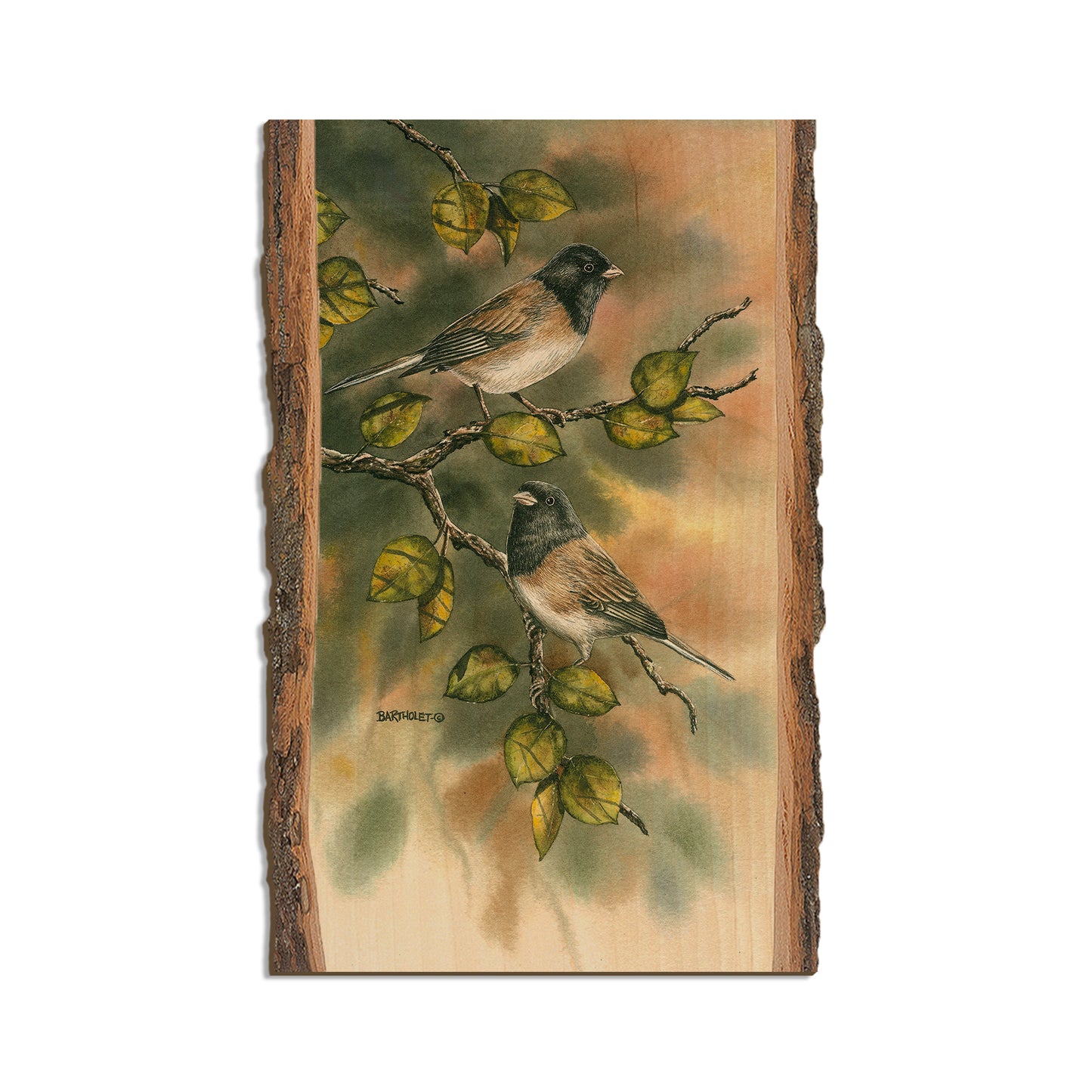 Bartholet's Juncos  - Live Edge Live Edge Magnet (5pk // $2.80ea)