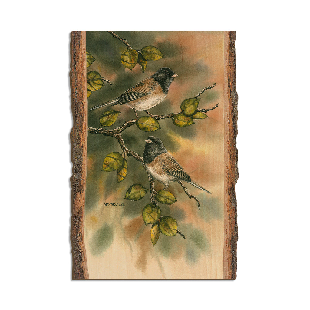 Bartholet's Juncos  - Live Edge