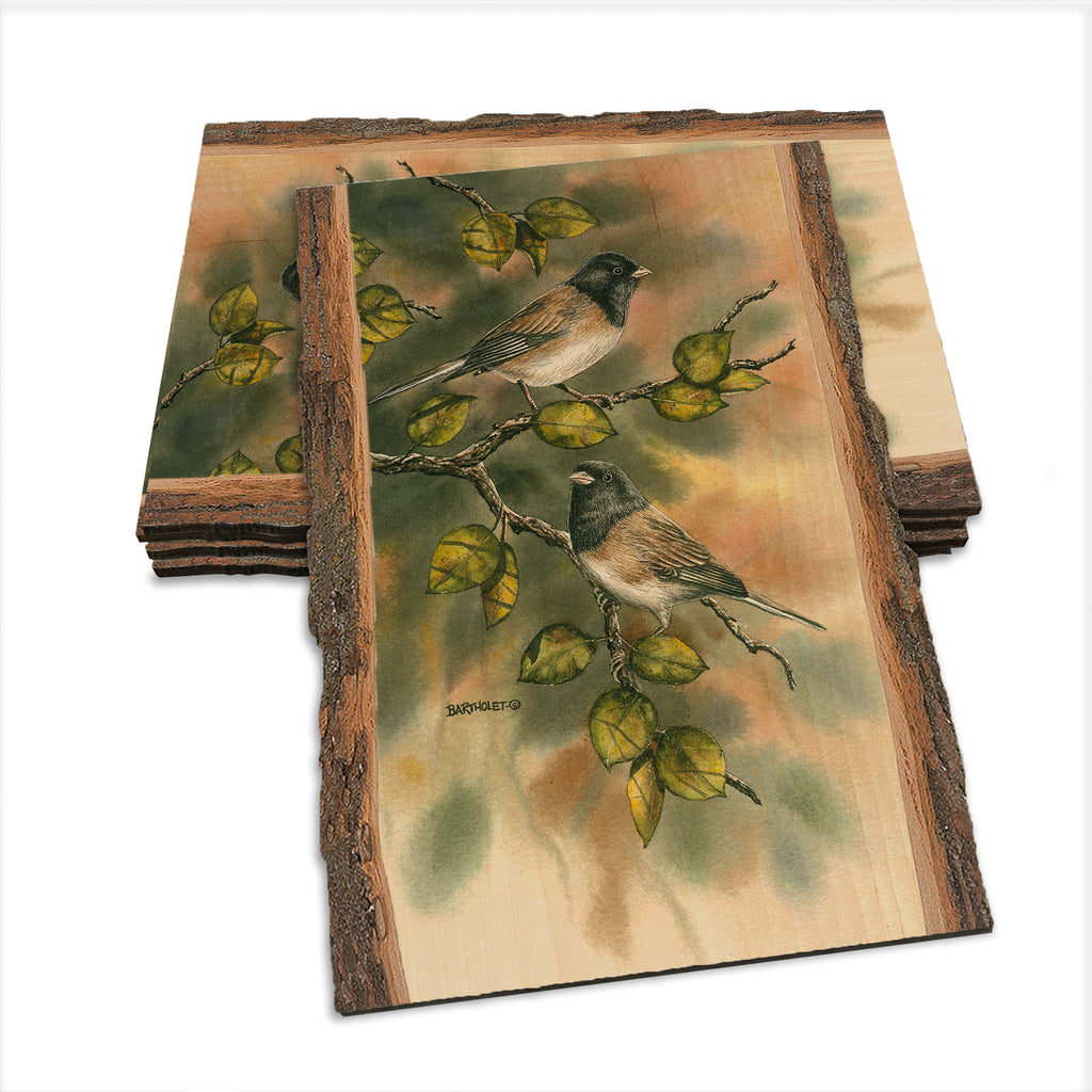 Bartholet's Juncos  - Live Edge Live Edge Postcard (5pk // $2.80ea)