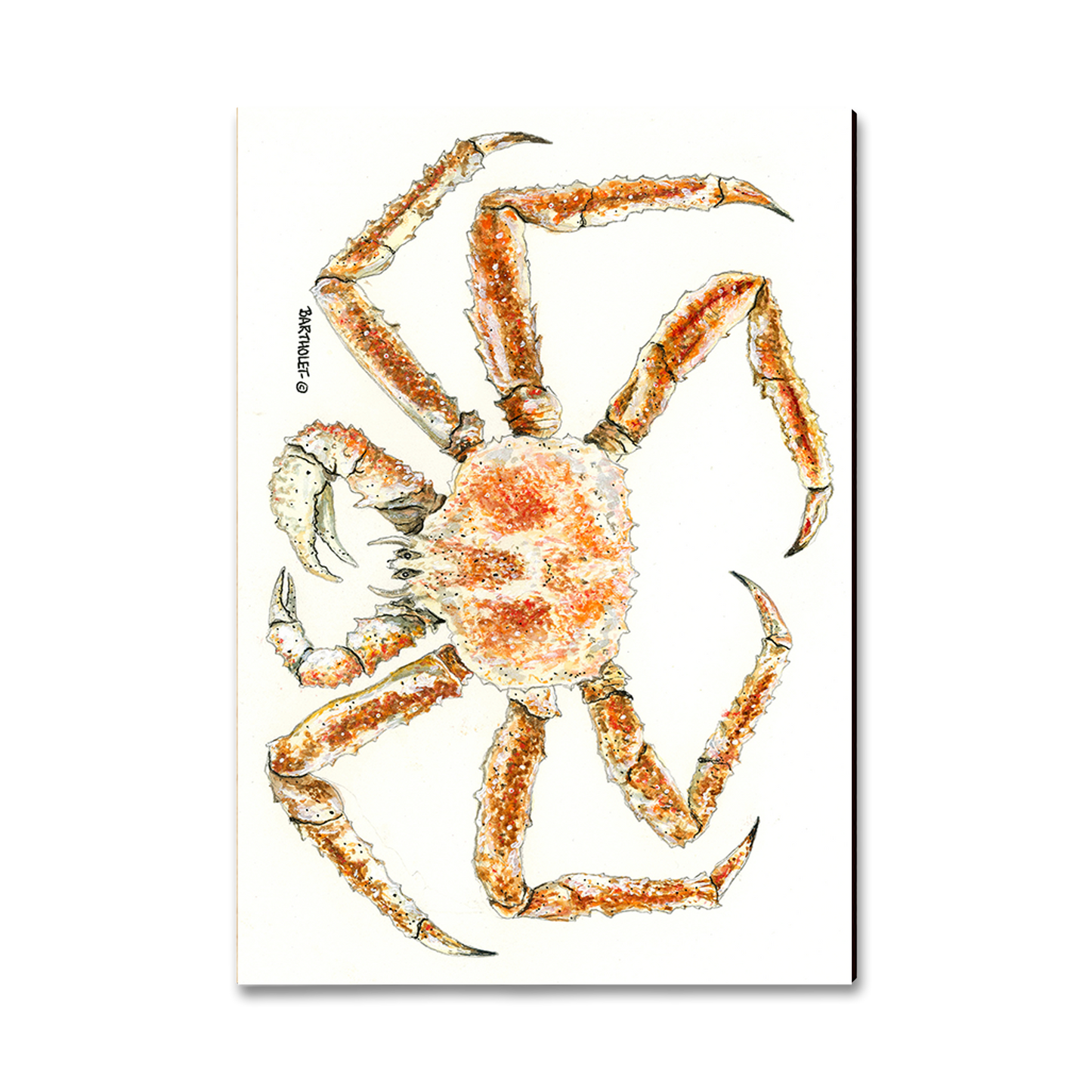 Magnet: Classic Edge - Bartholet's King Crab