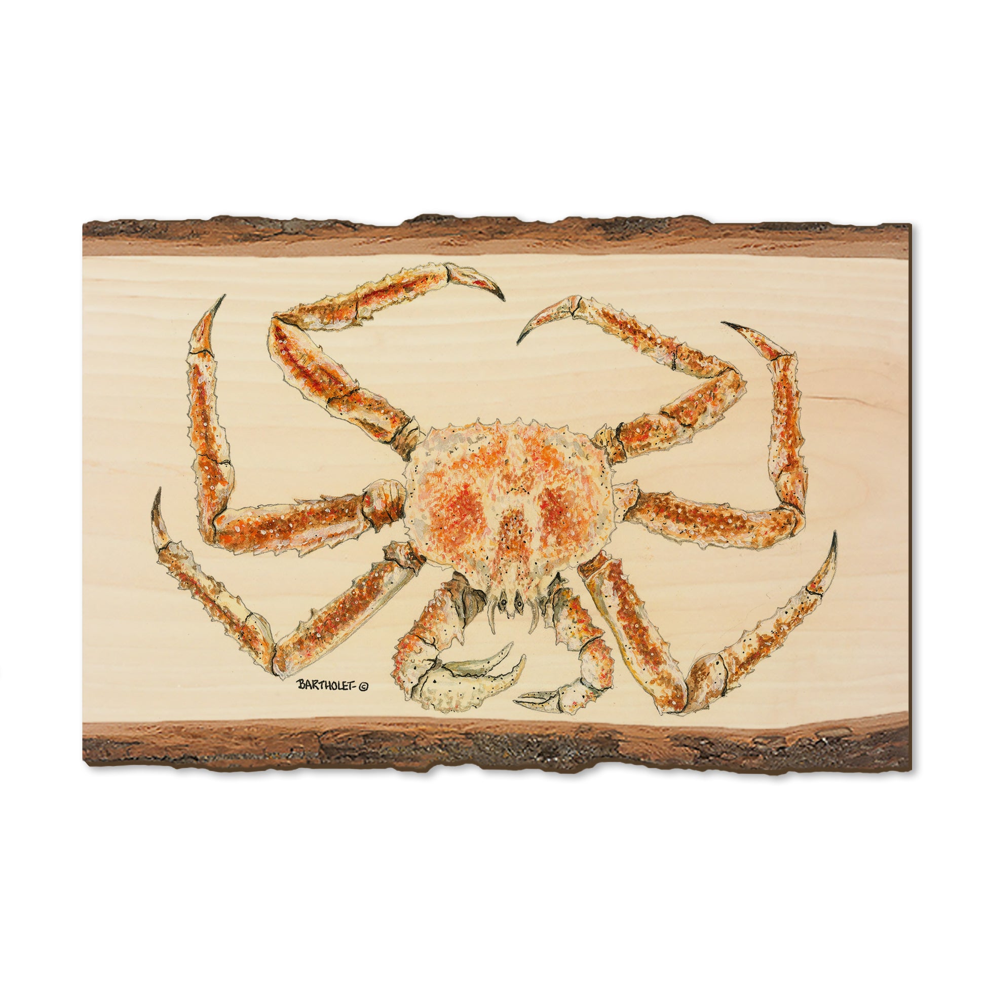 Bartholet's King Crab - Live Edge Magnet Live Edge Postcard (5pk // $2.80ea)
