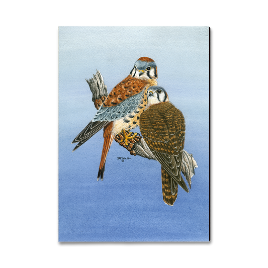 Magnet: Classic Edge - Bartholet's Kestrels