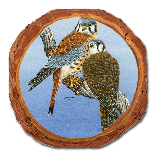 Coaster: Live Edge - Bartholet's Kestrels (Pack of 5)