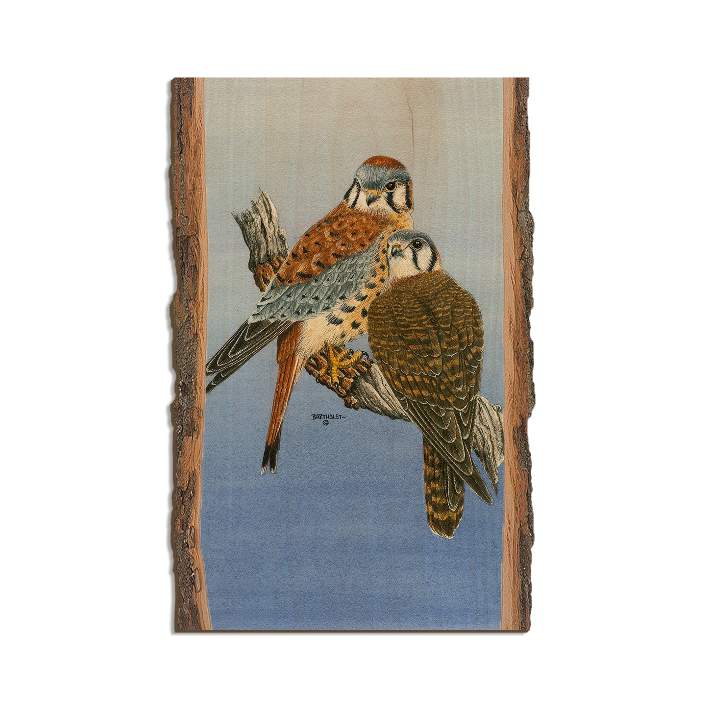 Bartholet's Kestrels  - Live Edge Live Edge Magnet (5pk // $2.80ea)