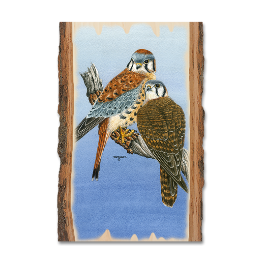 Magnet: Live Edge - Bartholet's Kestrels