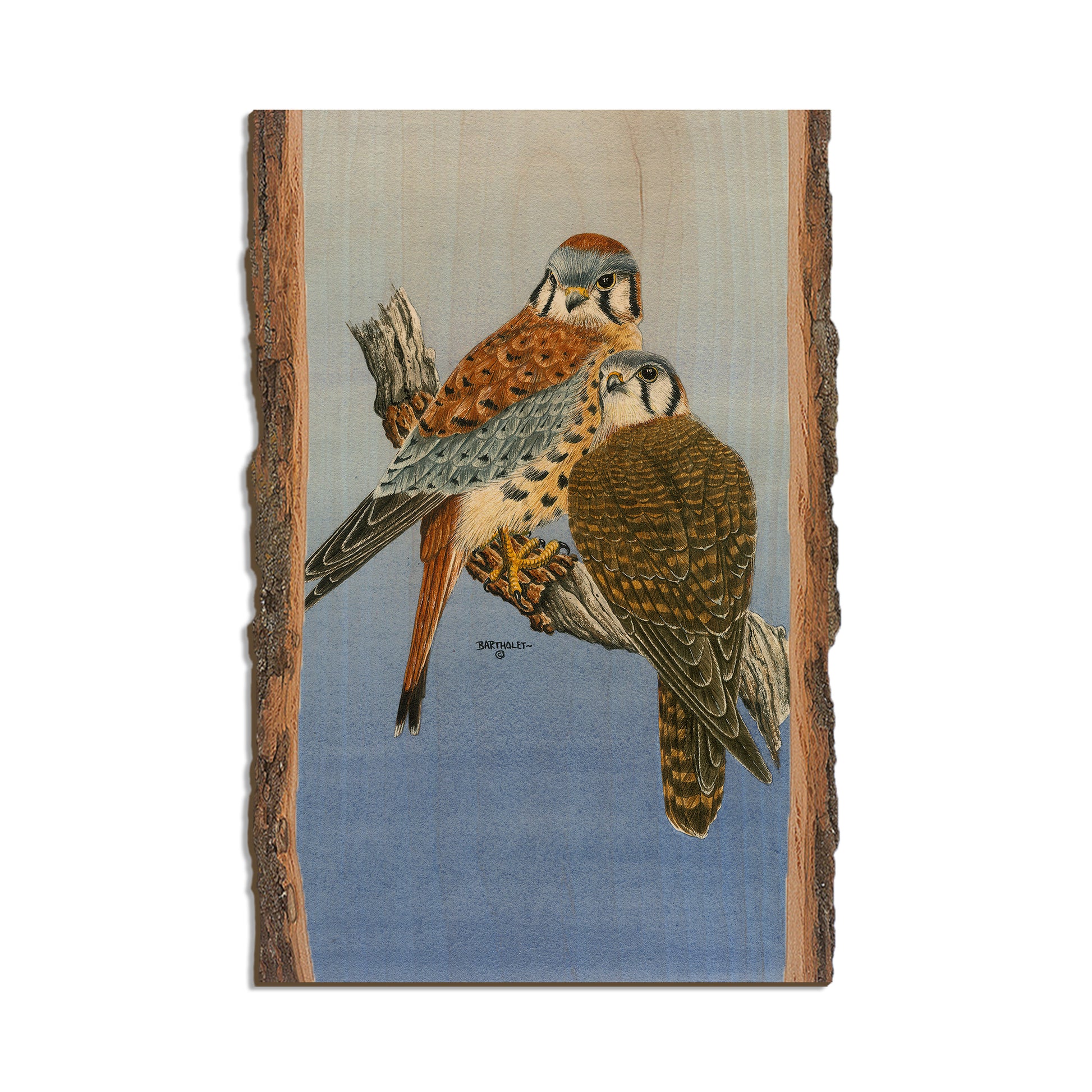 Bartholet's Kestrels  - Live Edge Live Edge Postcard (5pk // $2.80ea)