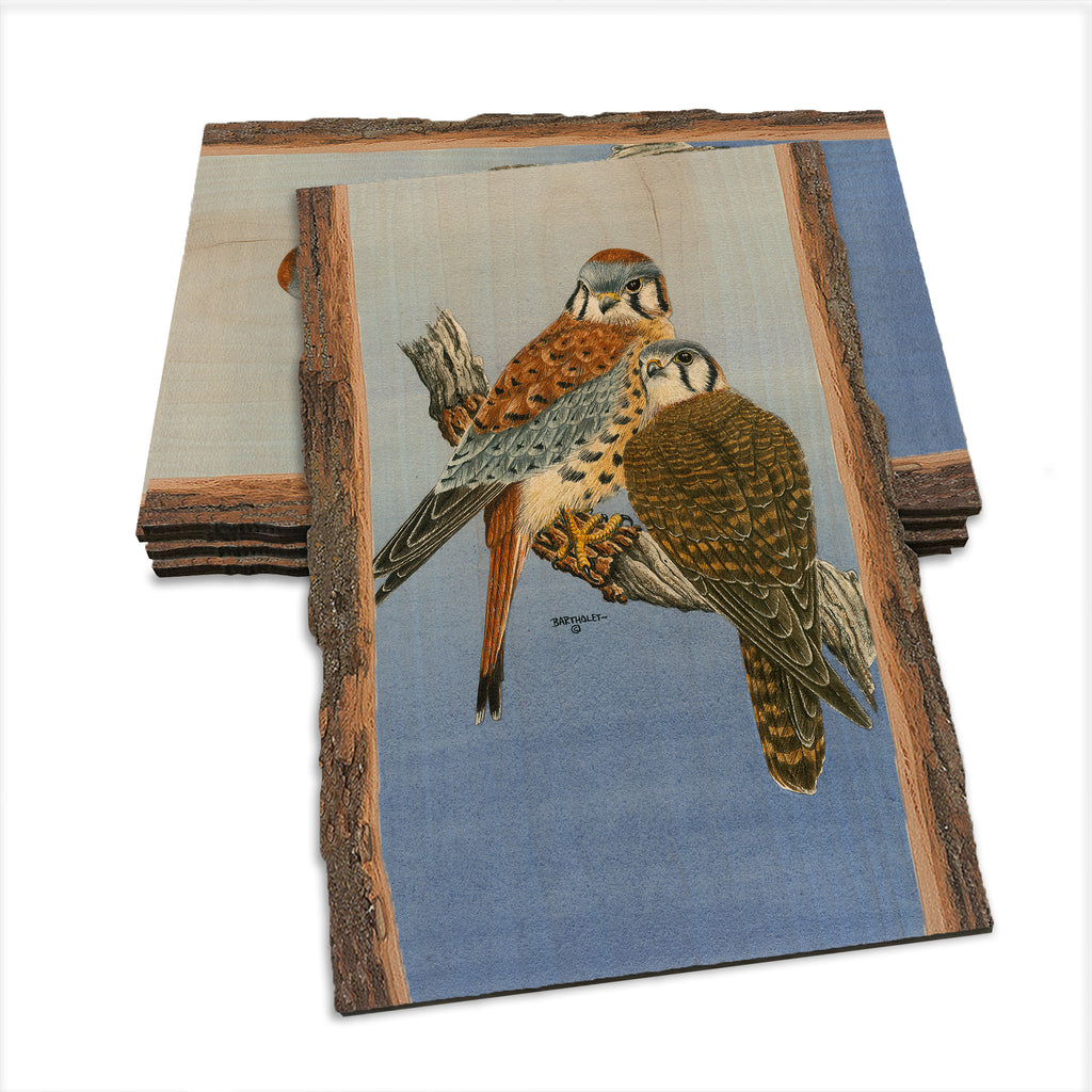 Bartholet's Kestrels  - Live Edge Live Edge Postcard (5pk // $2.80ea)