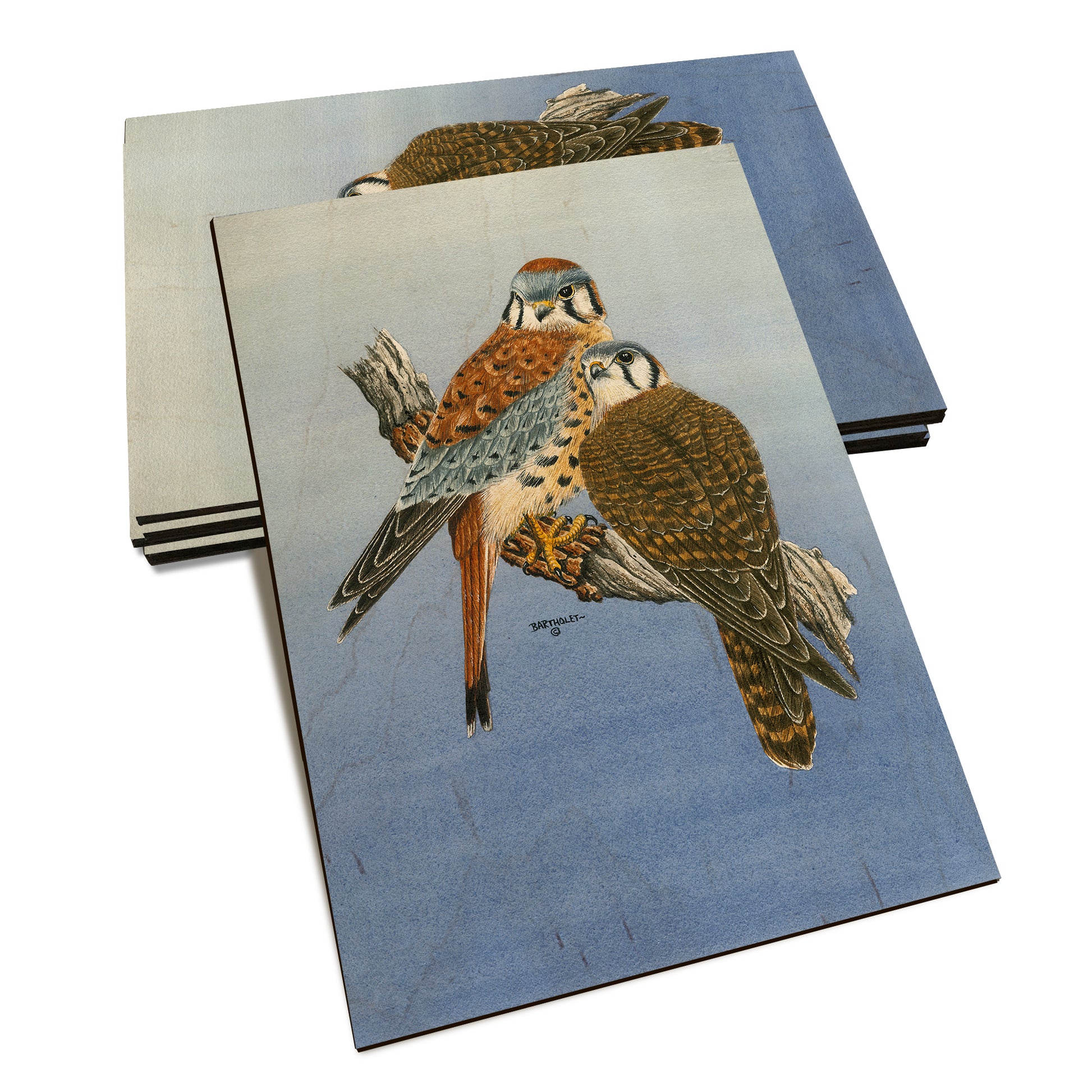 Bartholet's Kestrels  - Classic Edge Classic Edge Postcard (5pk // $2.80ea)