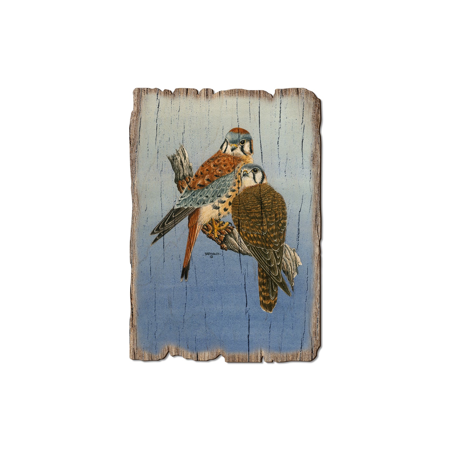 Bartholet's Kestrels - Rustic Edge Postcards & Magnets Rustic Edge Magnet (5pk // $2.80ea)