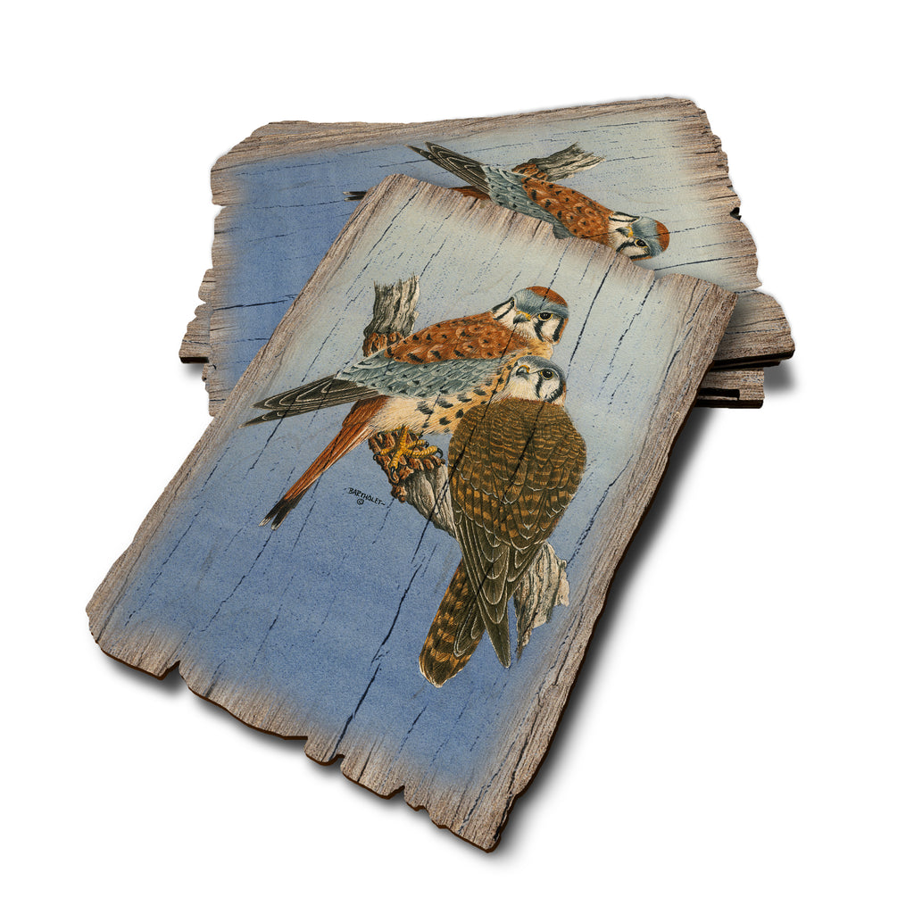 Bartholet's Kestrels - Weathered Edge Rustic Edge Postcard (5pk // $2.80ea)