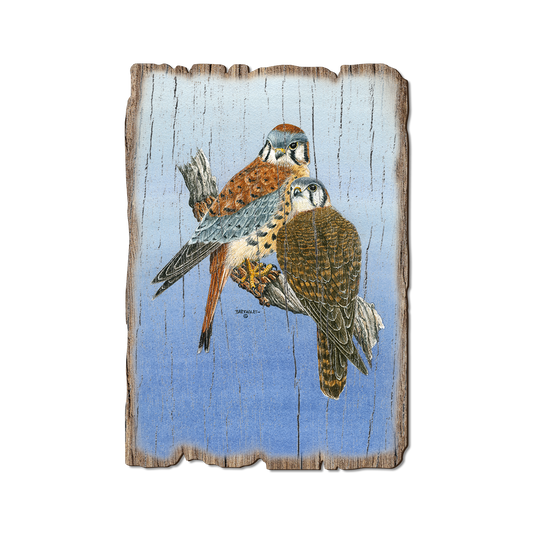 Greeting Card: Weathered Edge - Bartholet's Kestrels