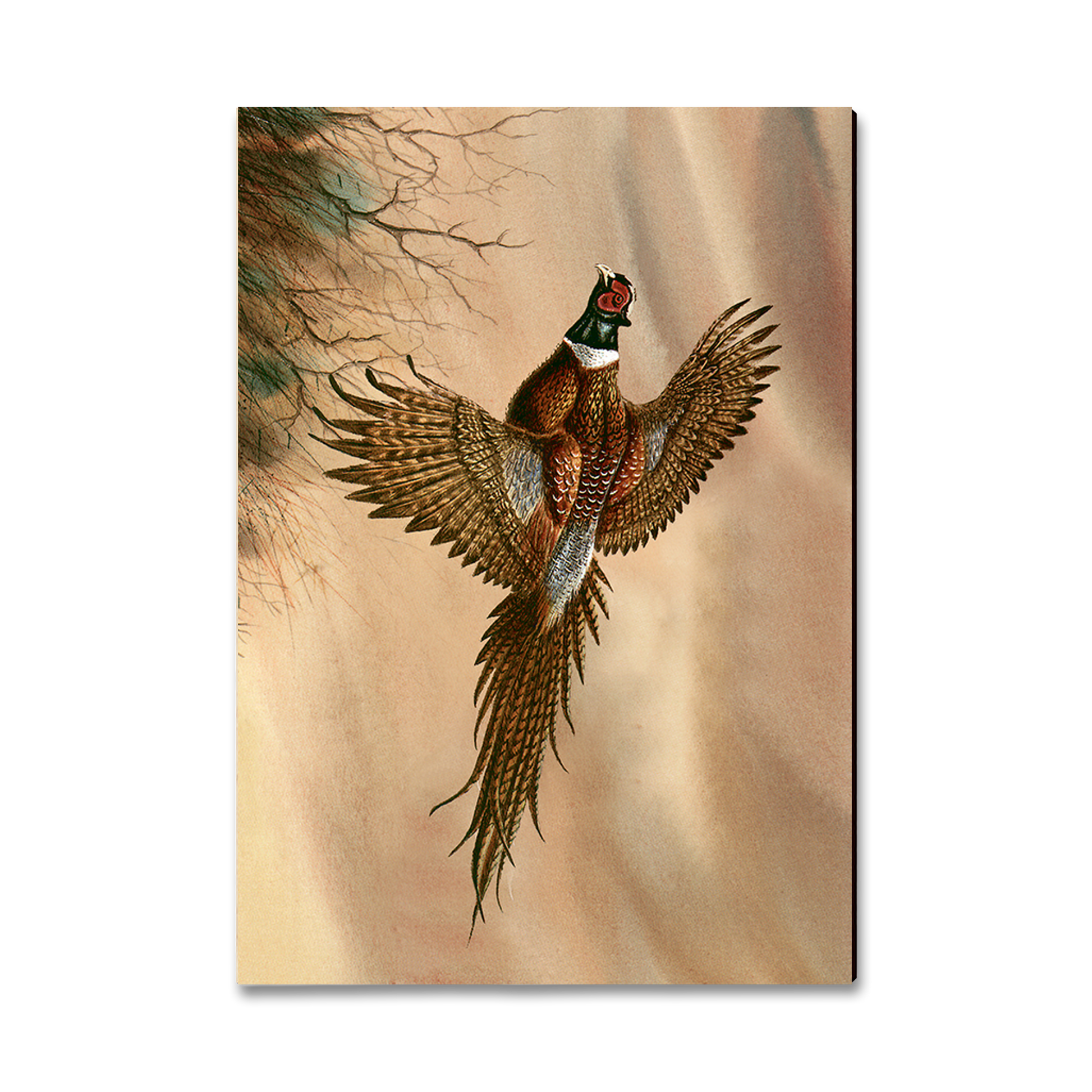 Magnet: Classic Edge - Bartholet's Kaleidoscope Pheasant