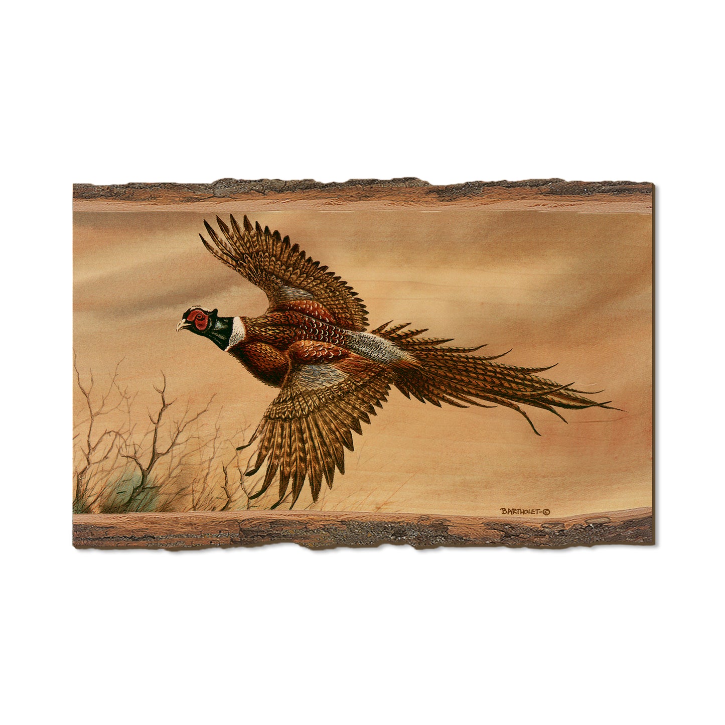 Bartholet's Kaleidoscope Pheasant  - Live Edge Live Edge Magnet (5pk // $2.80ea)