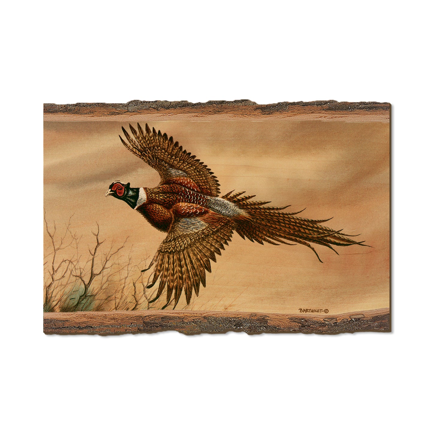 Bartholet's Kaleidoscope Pheasant  - Live Edge Live Edge Postcard (5pk // $2.80ea)