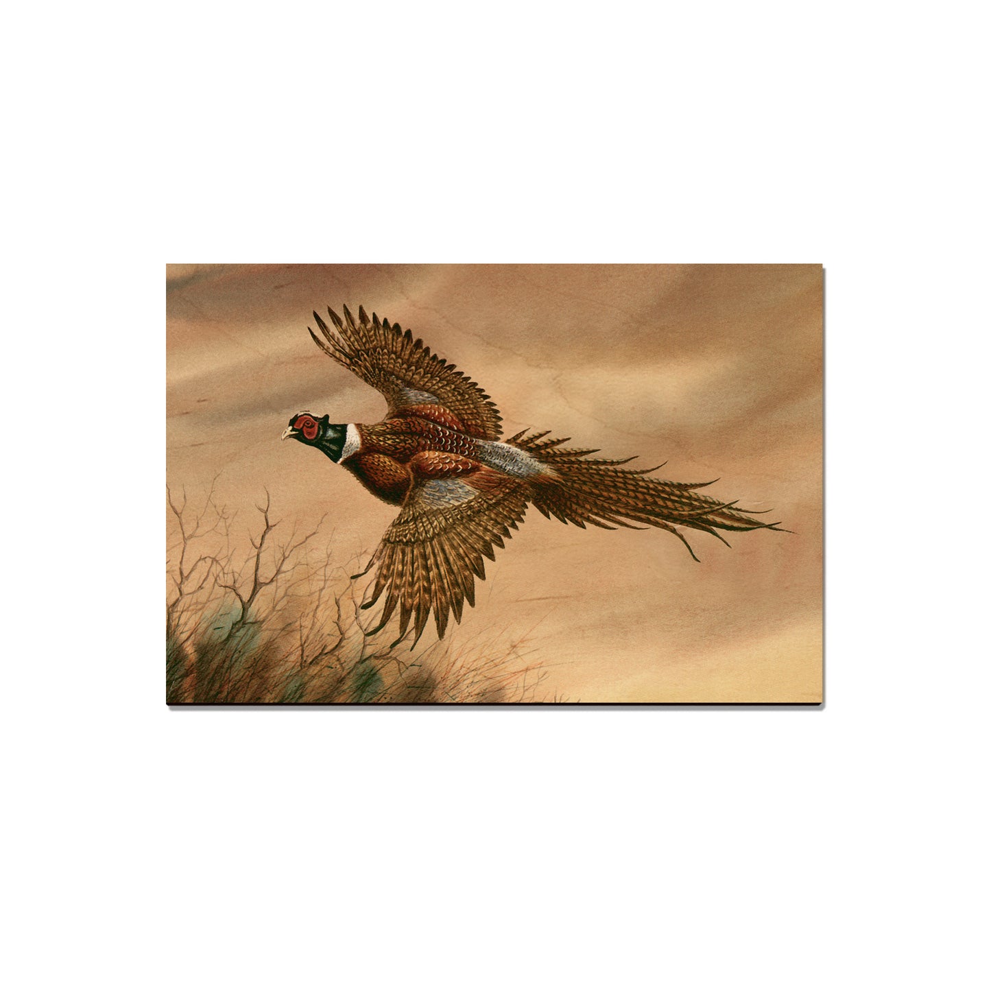 Bartholet's Kaleidoscope Pheasant  - Classic Edge