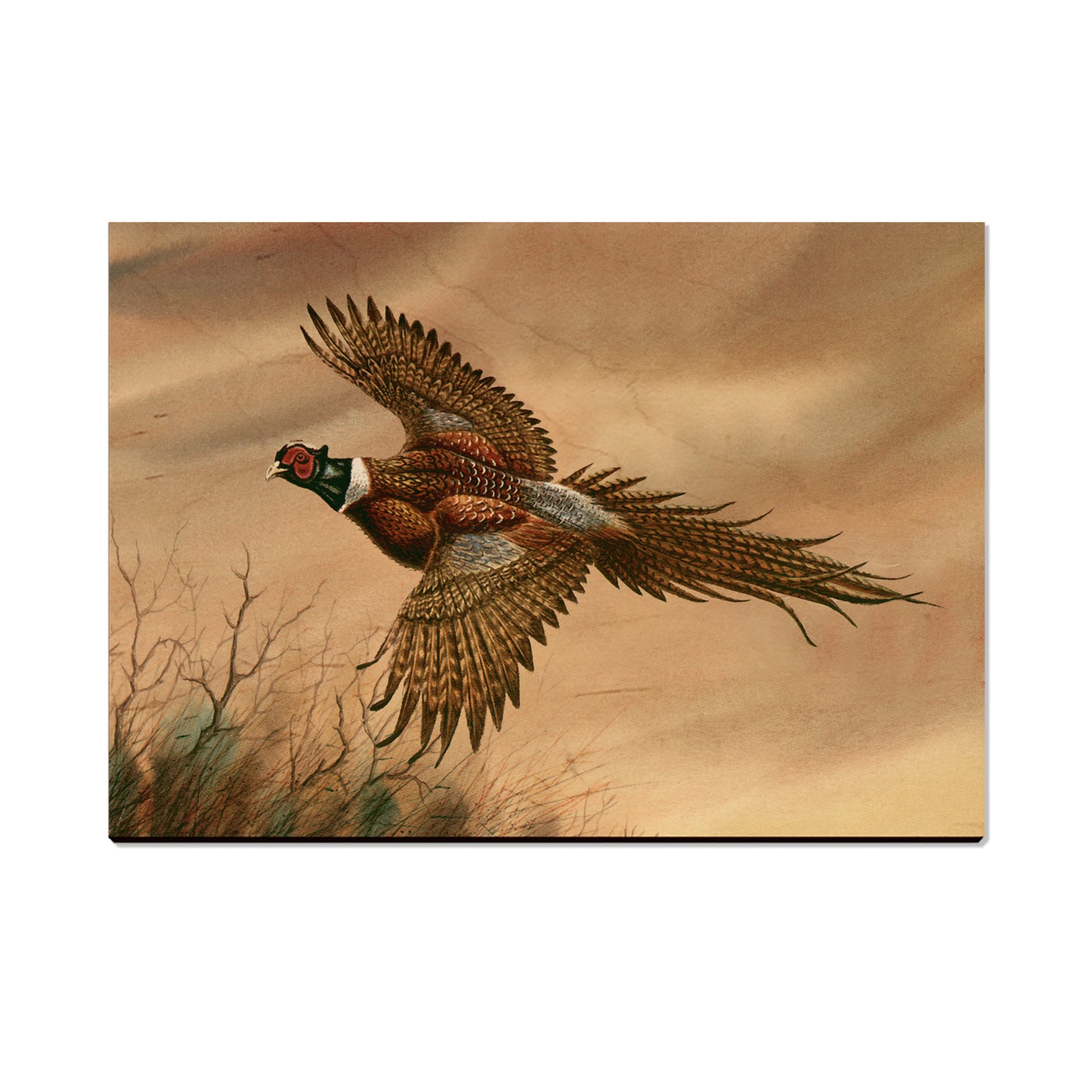 Bartholet's Kaleidoscope Pheasant  - Classic Edge