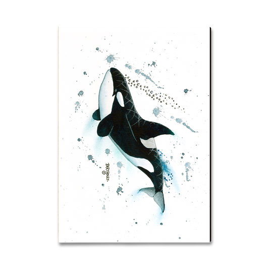 Magnet: Classic Edge - Bartholet's Killer Whale