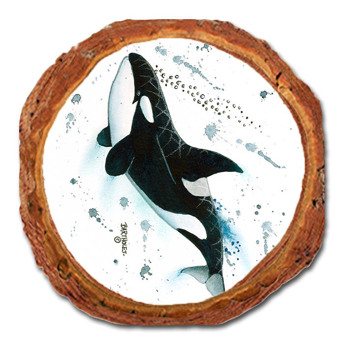 Coaster: Live Edge - Bartholet's Killer Whale (Pack of 5)