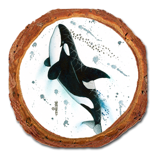 Coaster: Live Edge - Bartholet's Killer Whale (Pack of 5)