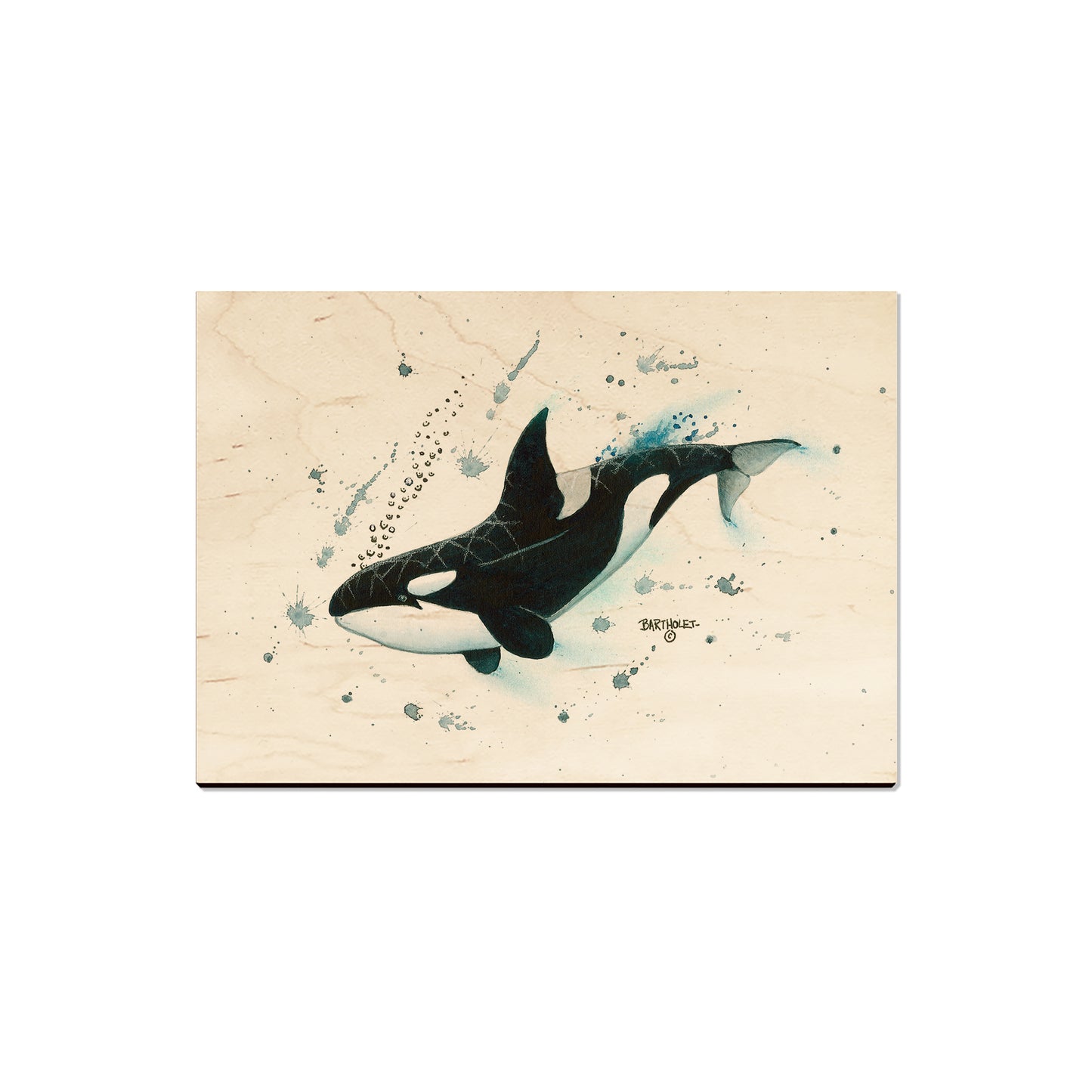 Bartholet's Killer Whale - Magnet Classic Edge Magnet (5pk // $2.80ea)