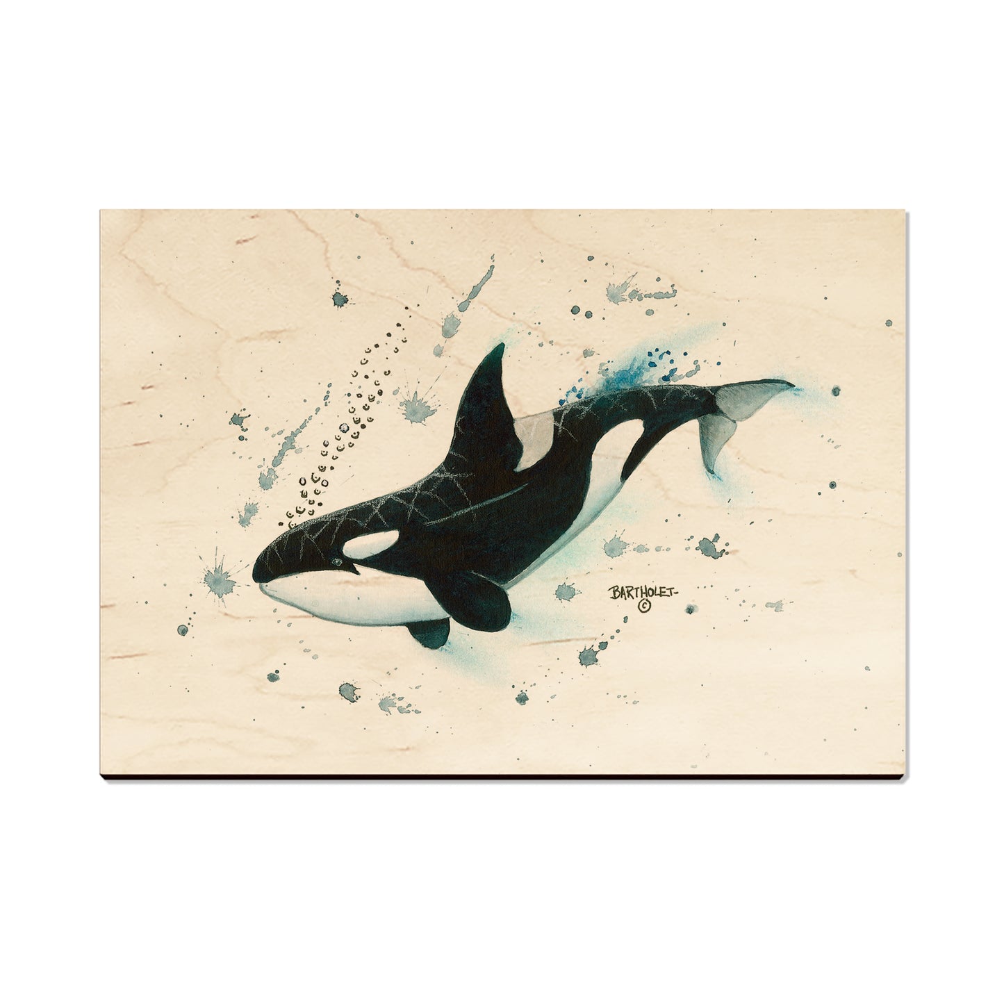 Bartholet's Killer Whale - Magnet Classic Edge Postcard (5pk // $2.80ea)